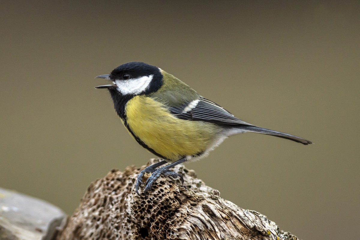 Mésange charbonnière - ML234235451