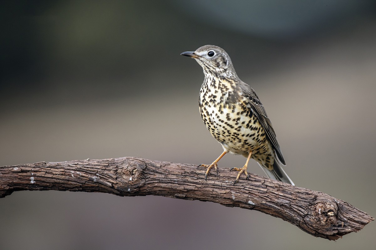 Mistle Thrush - ML234235651