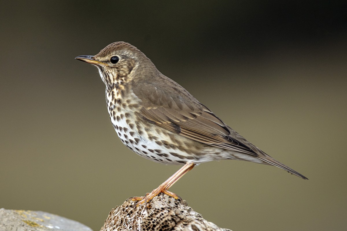 Song Thrush - ML234235711