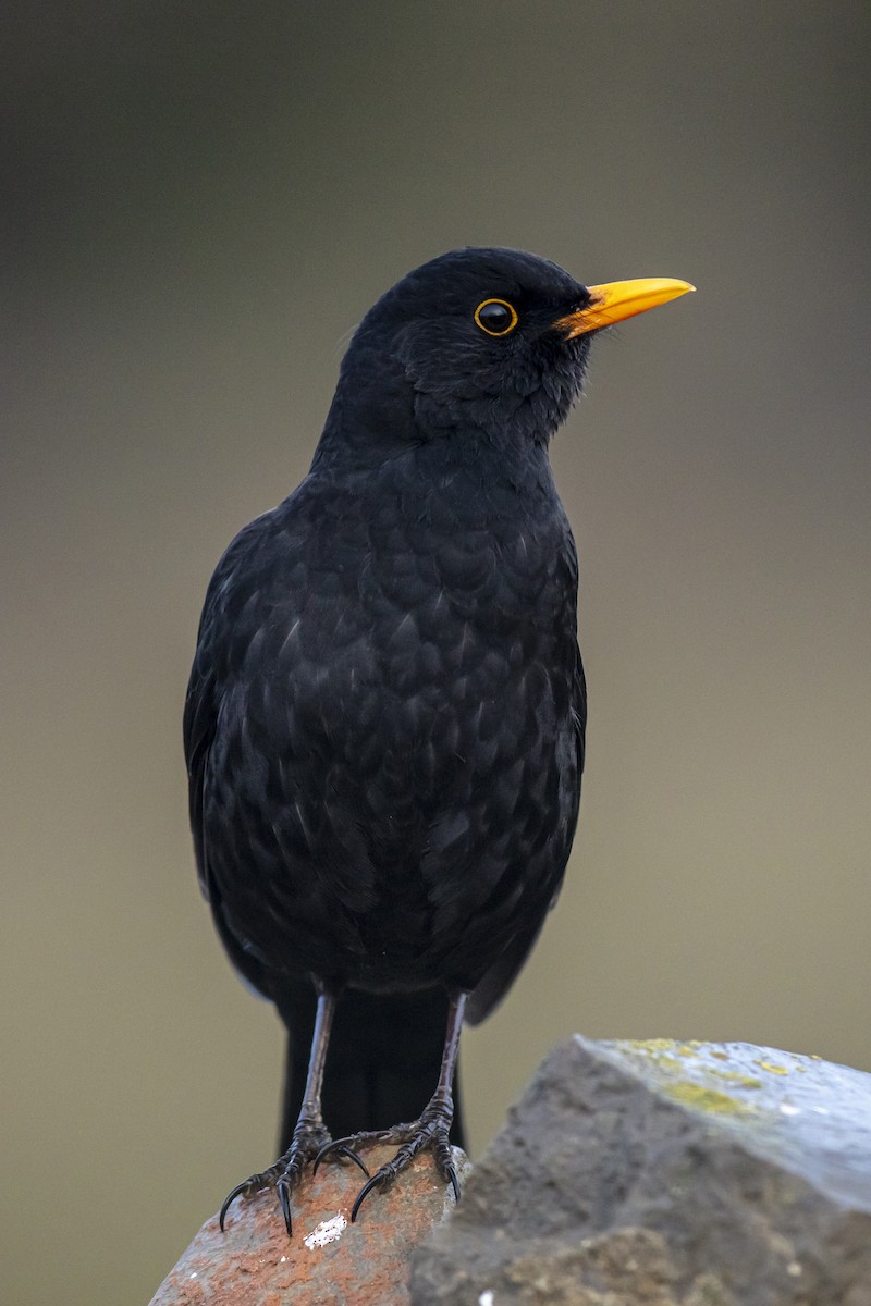 Eurasian Blackbird - ML234235741