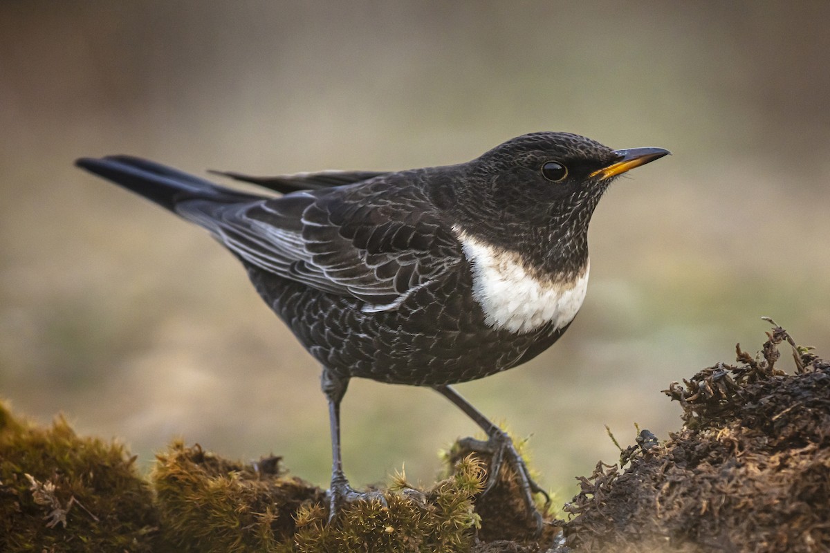 Ring Ouzel - ML234235821