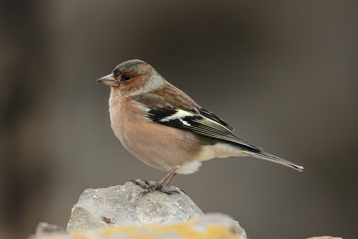 Common Chaffinch - ML234235881