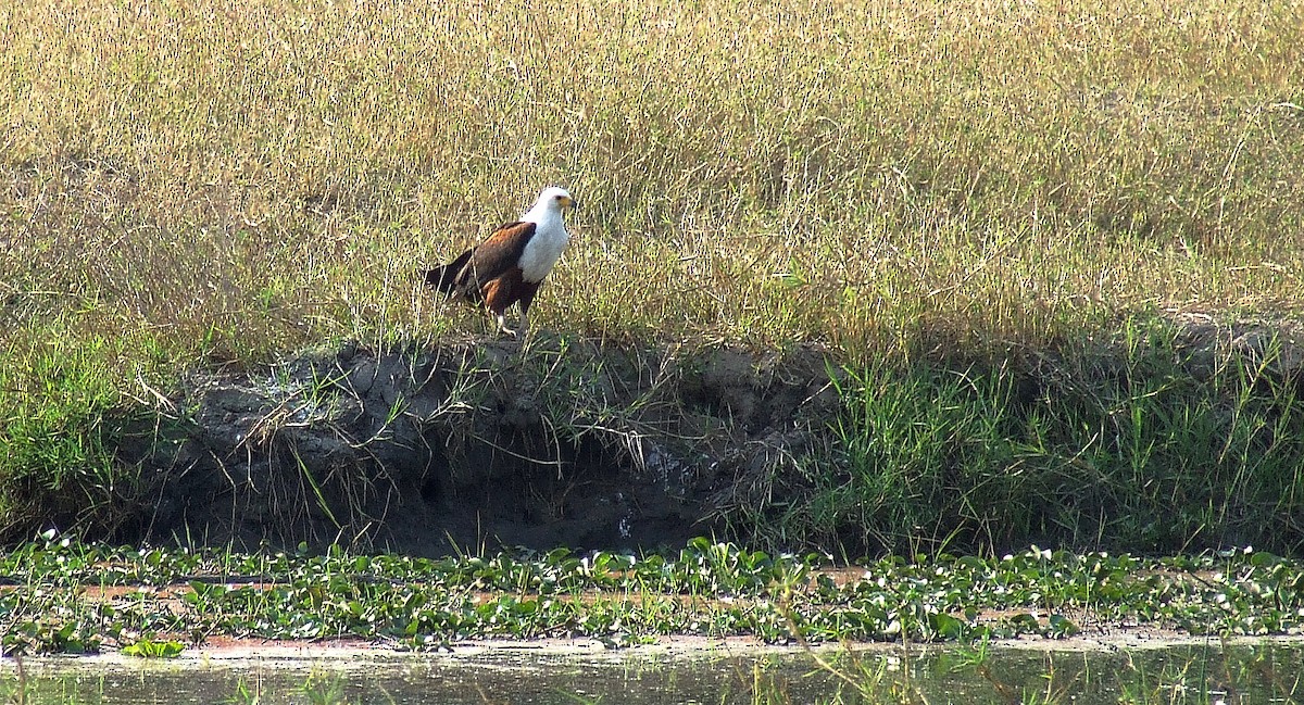 African Fish-Eagle - David Conn