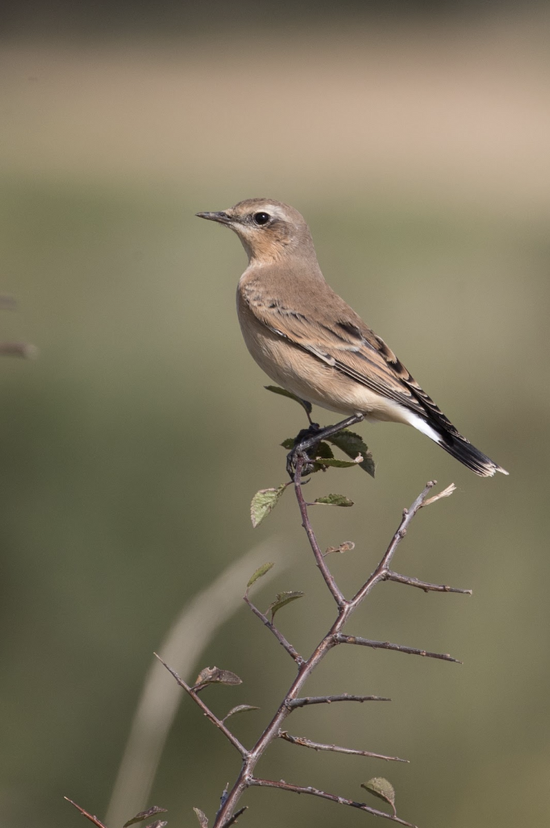 Northern Wheatear - ML234243971