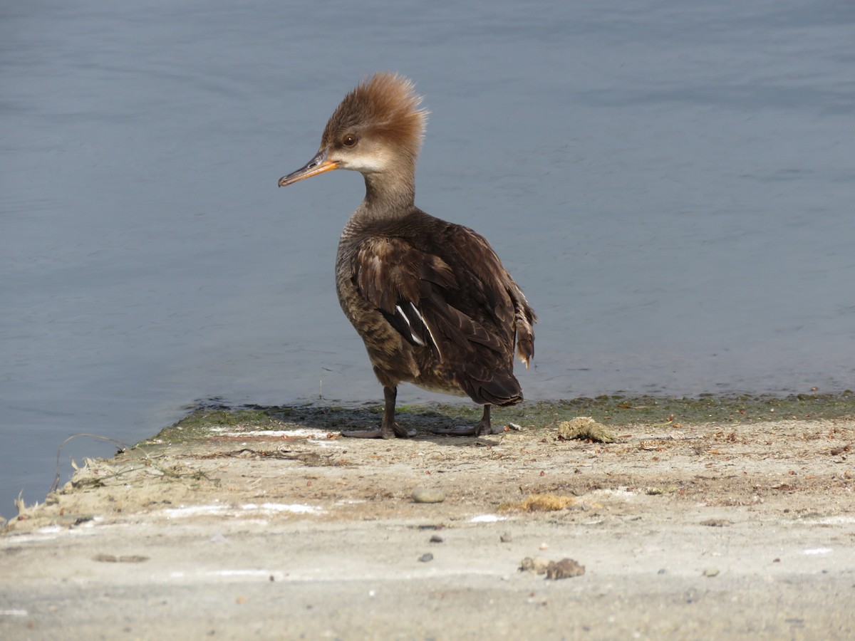 Hooded Merganser - ML234244681