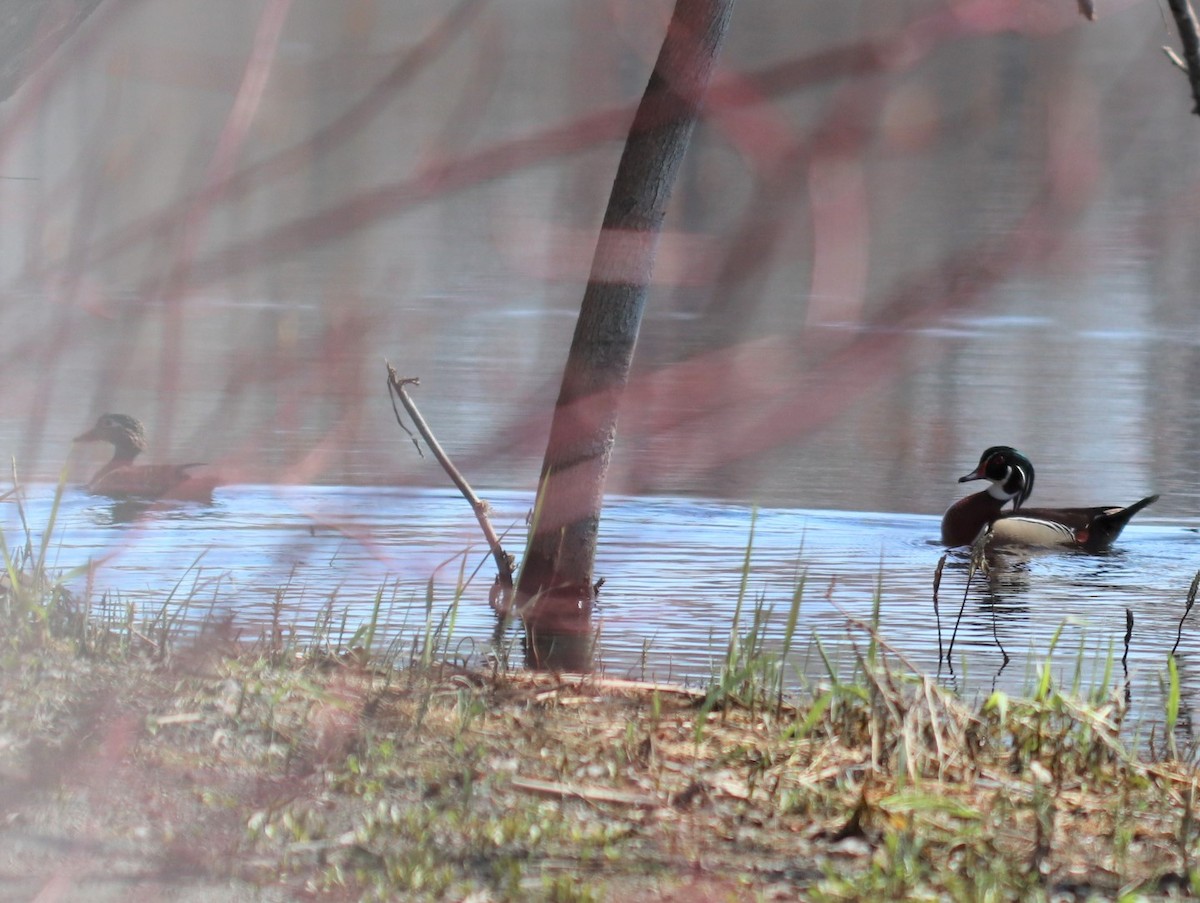 Wood Duck - Daniel Laforce