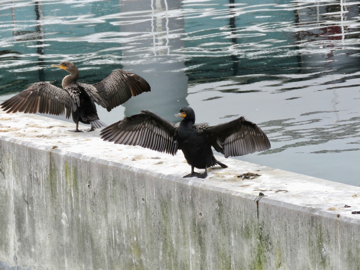 Double-crested Cormorant - ML234246601