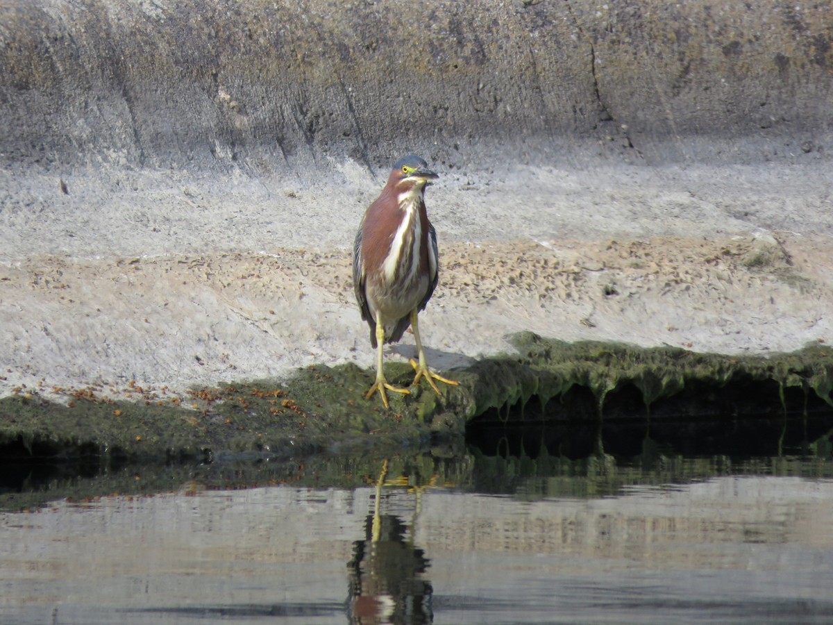 Green Heron - ML234246671