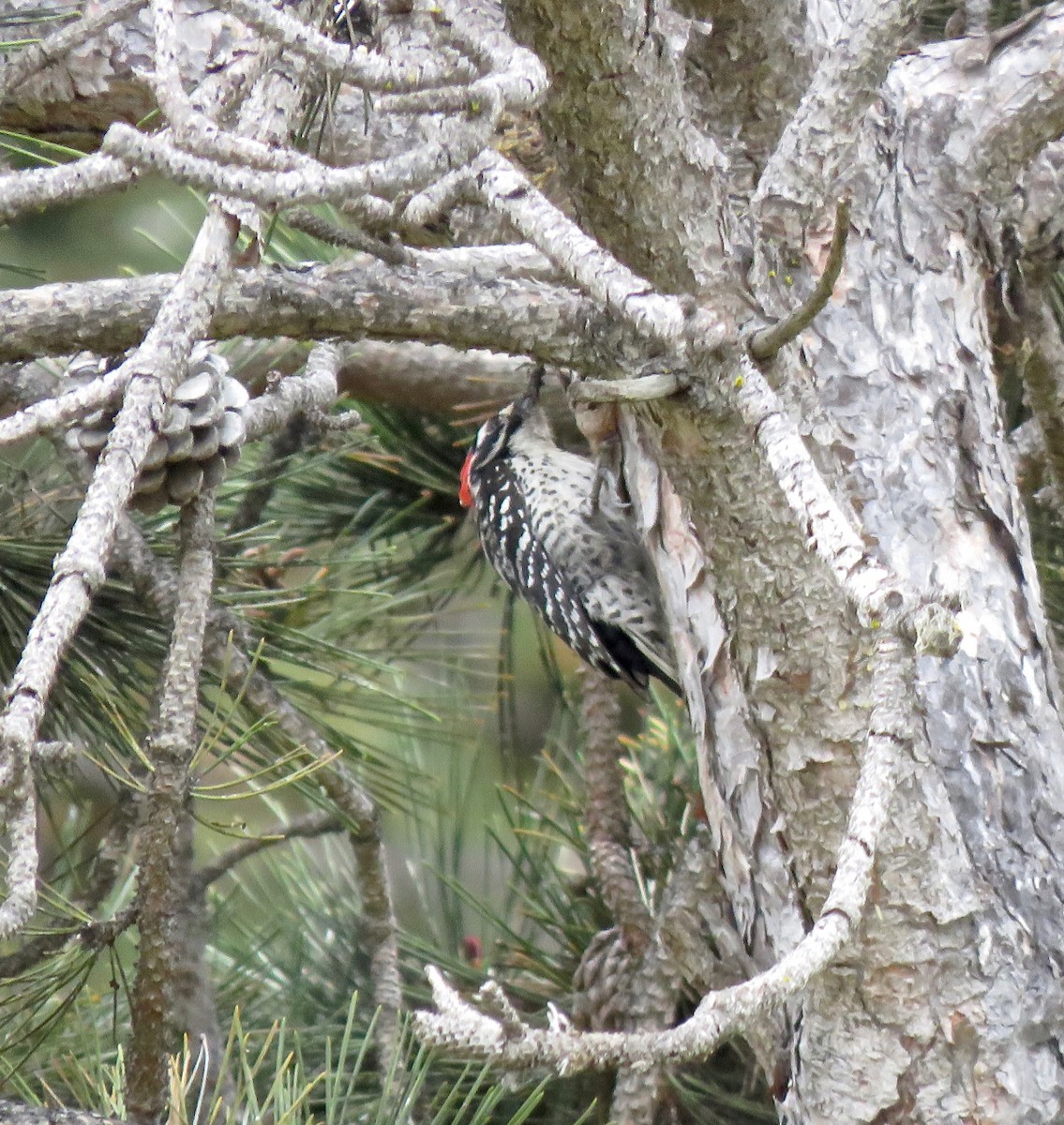 Nuttall's Woodpecker - ML234246721