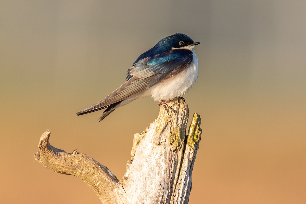 Golondrina Bicolor - ML234247361