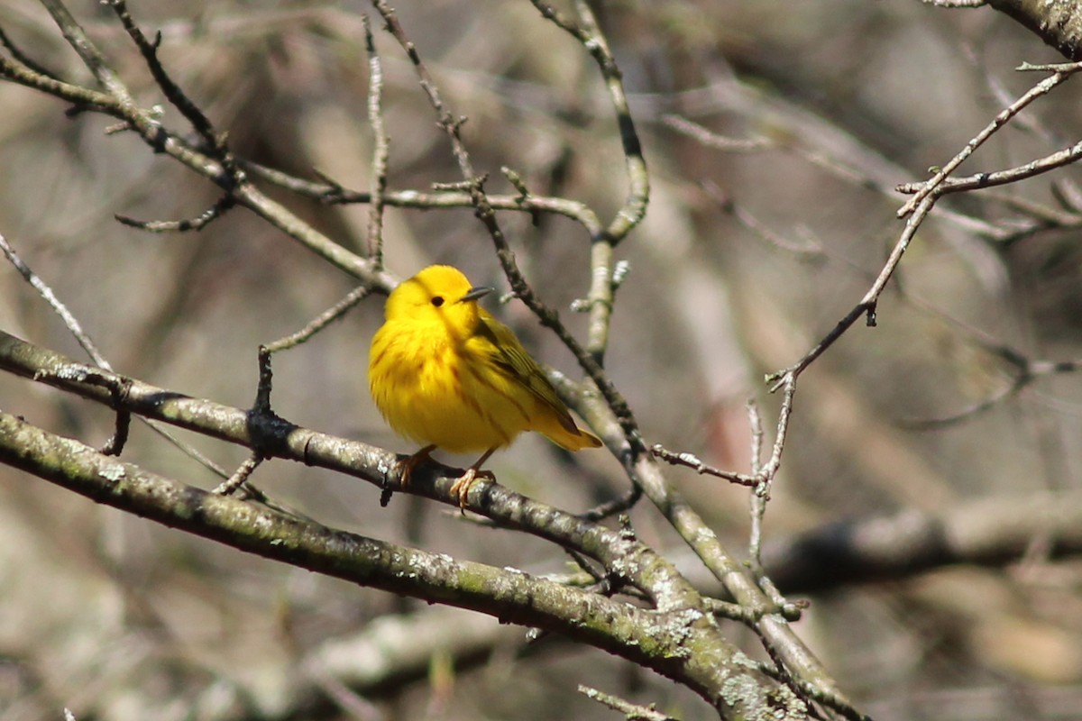 Yellow Warbler - ML234248931