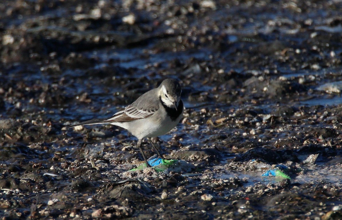 White Wagtail - ML234250091