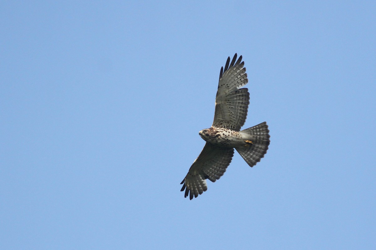 Broad-winged Hawk - Alex Lamoreaux