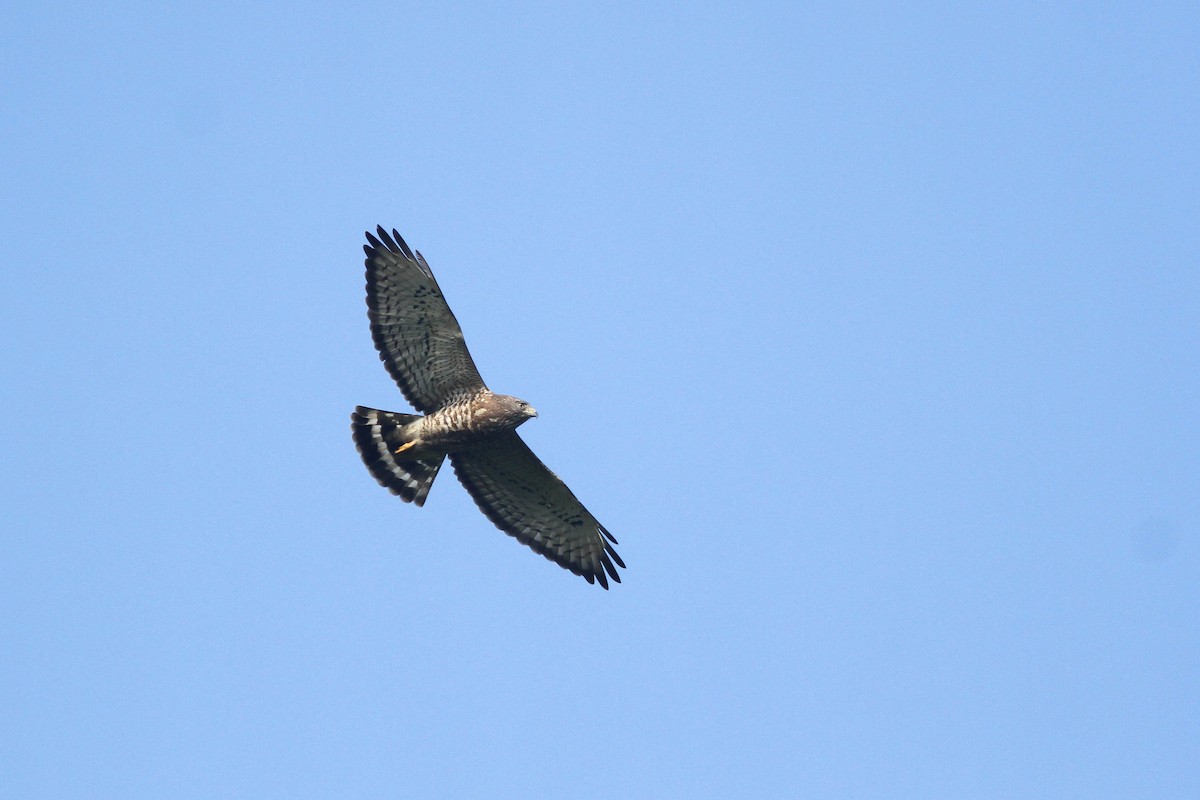 Broad-winged Hawk - ML234250421