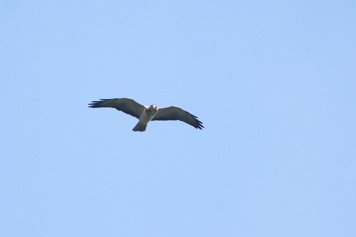 Swainson's Hawk - ML234250531