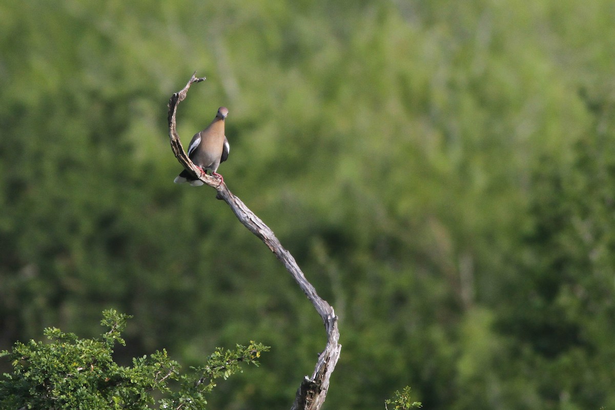 White-winged Dove - ML234250591