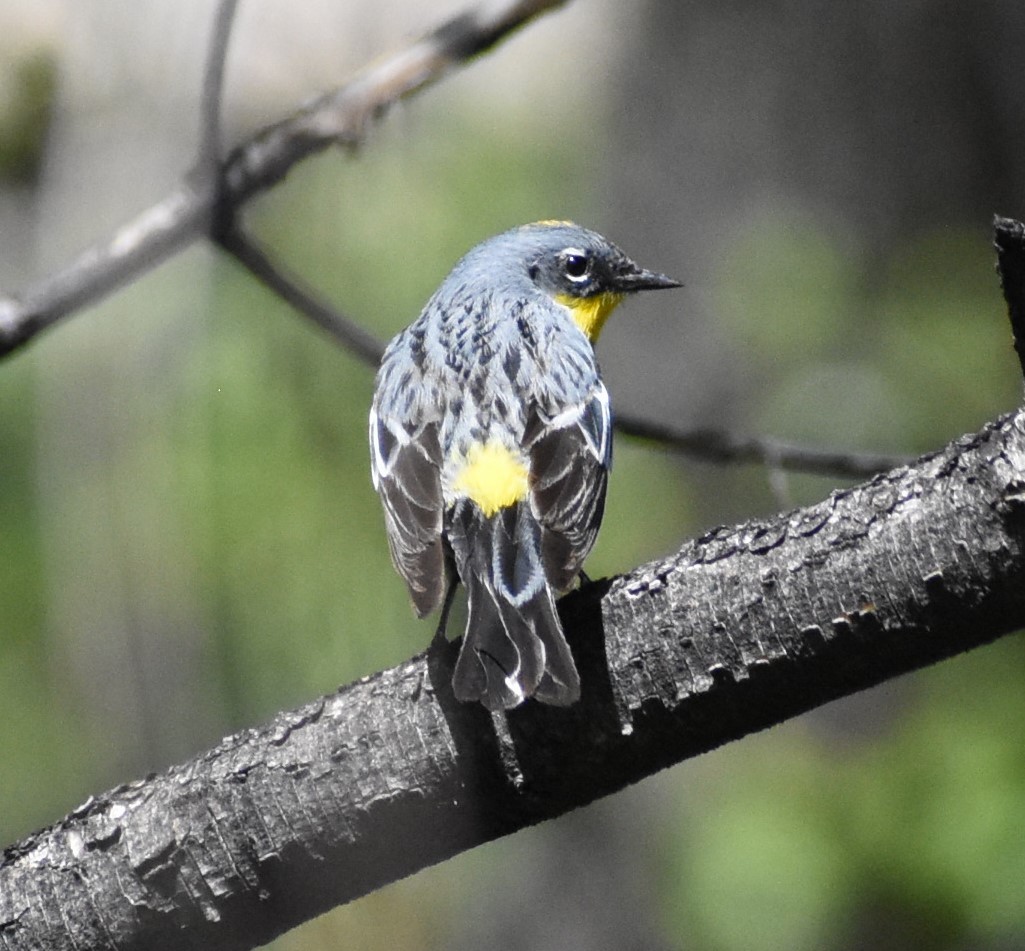 Yellow-rumped Warbler (Audubon's) - ML234250821