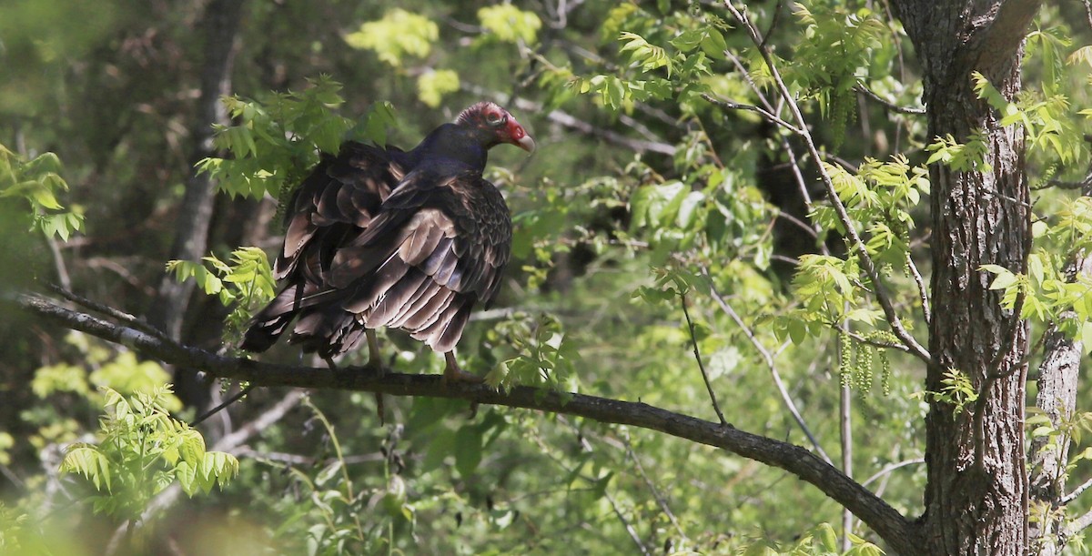 Turkey Vulture - ML234252631