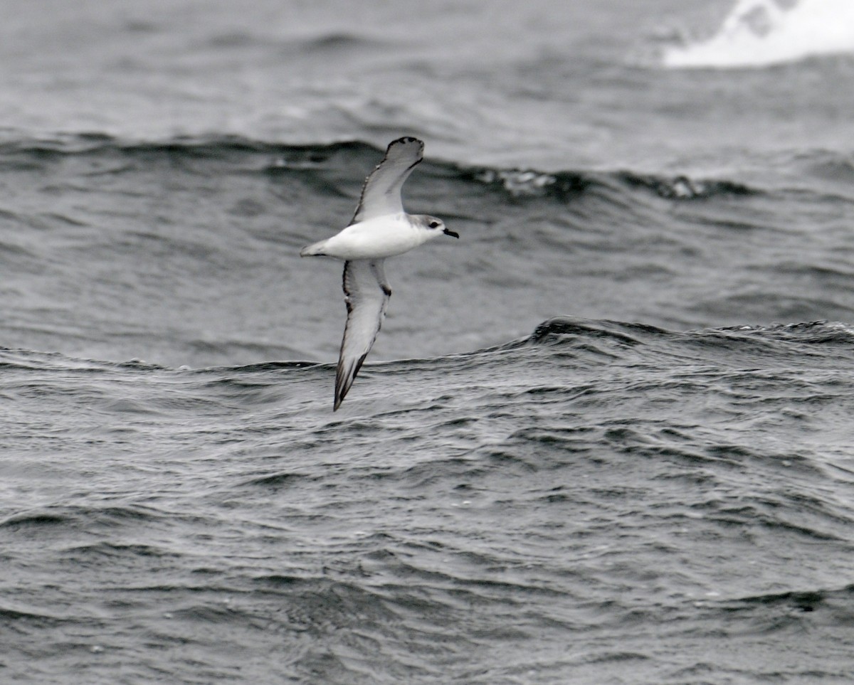 Cook's Petrel - ML234253571