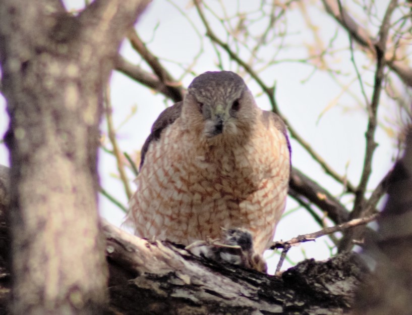 Cooper's Hawk - ML234254181