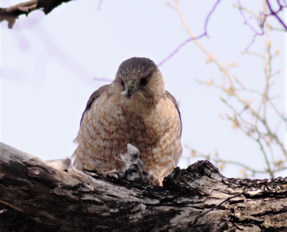 Cooper's Hawk - ML234254191