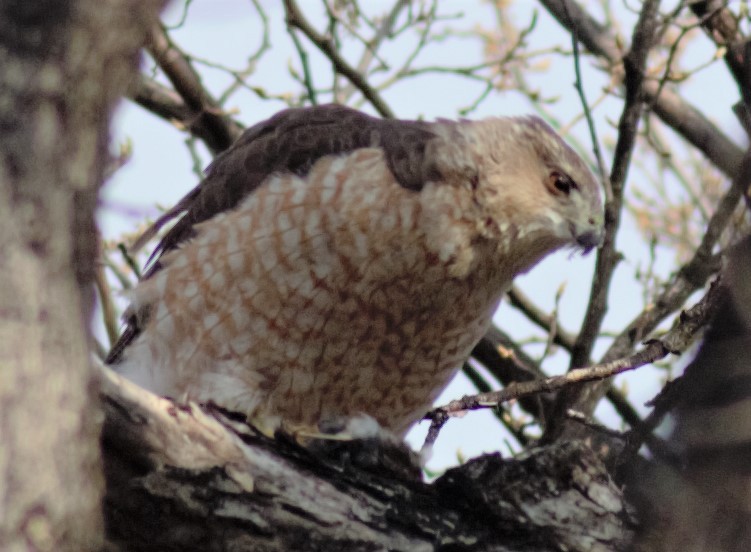 Cooper's Hawk - ML234254211