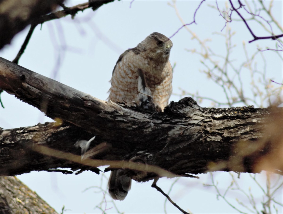 Cooper's Hawk - ML234254221