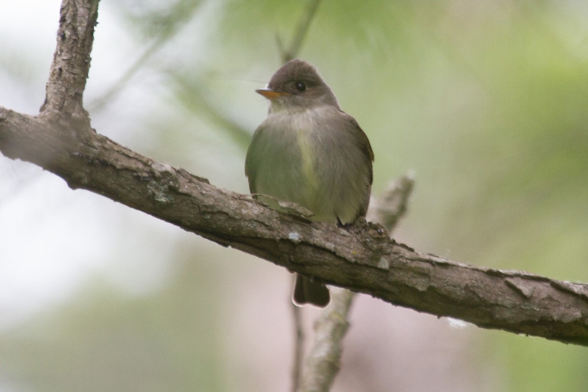 Eastern Wood-Pewee - ML234254341