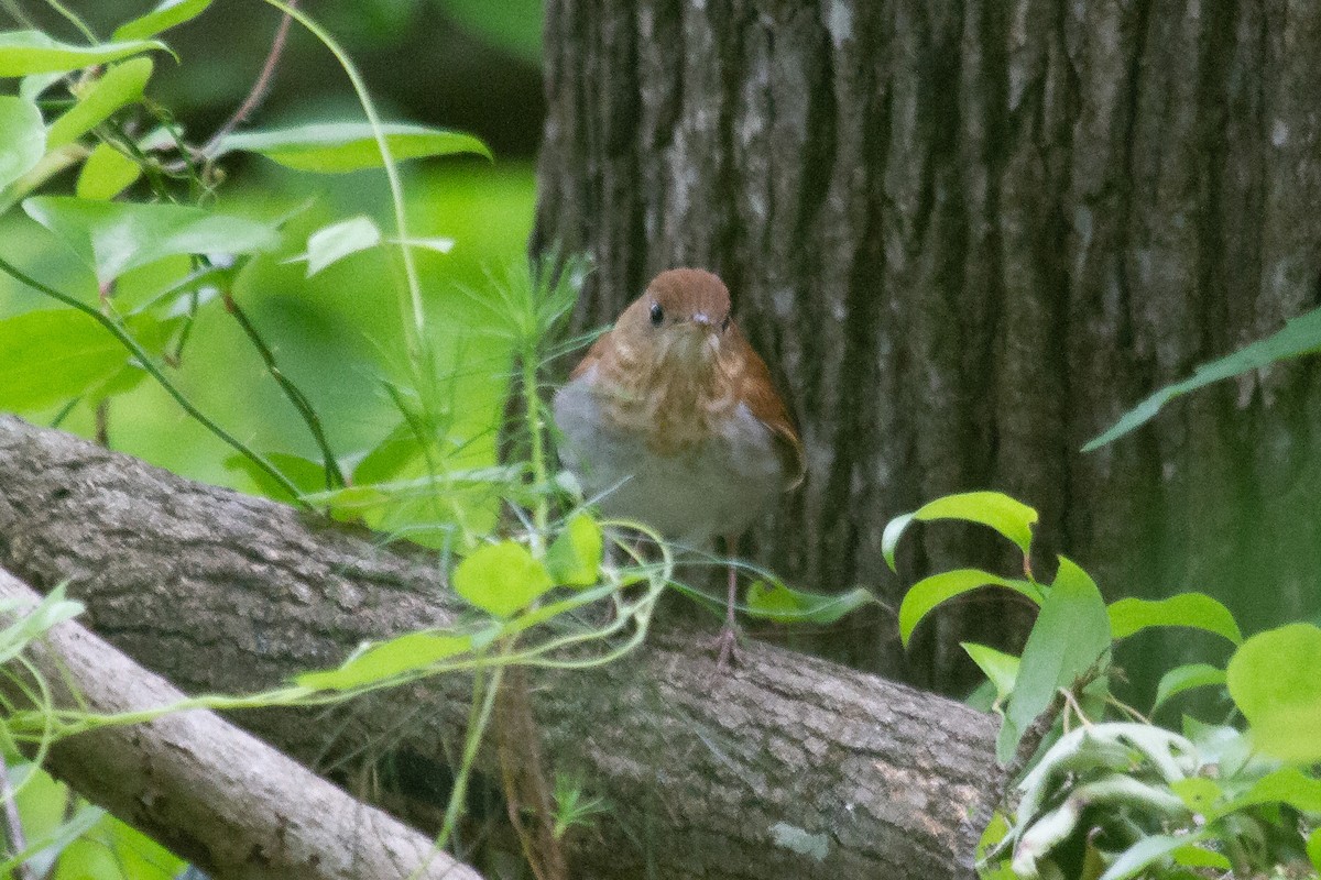 Veery - ML234254431