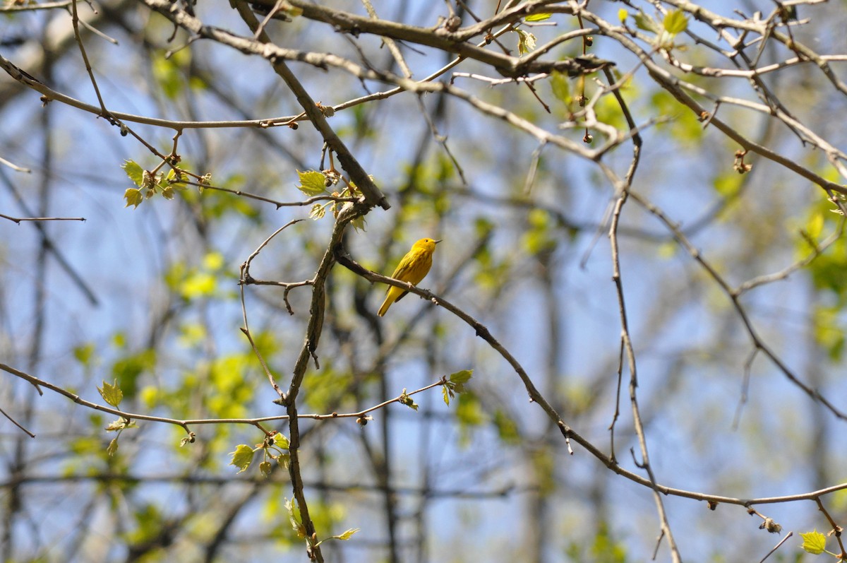 Yellow Warbler - Brandon Brogle