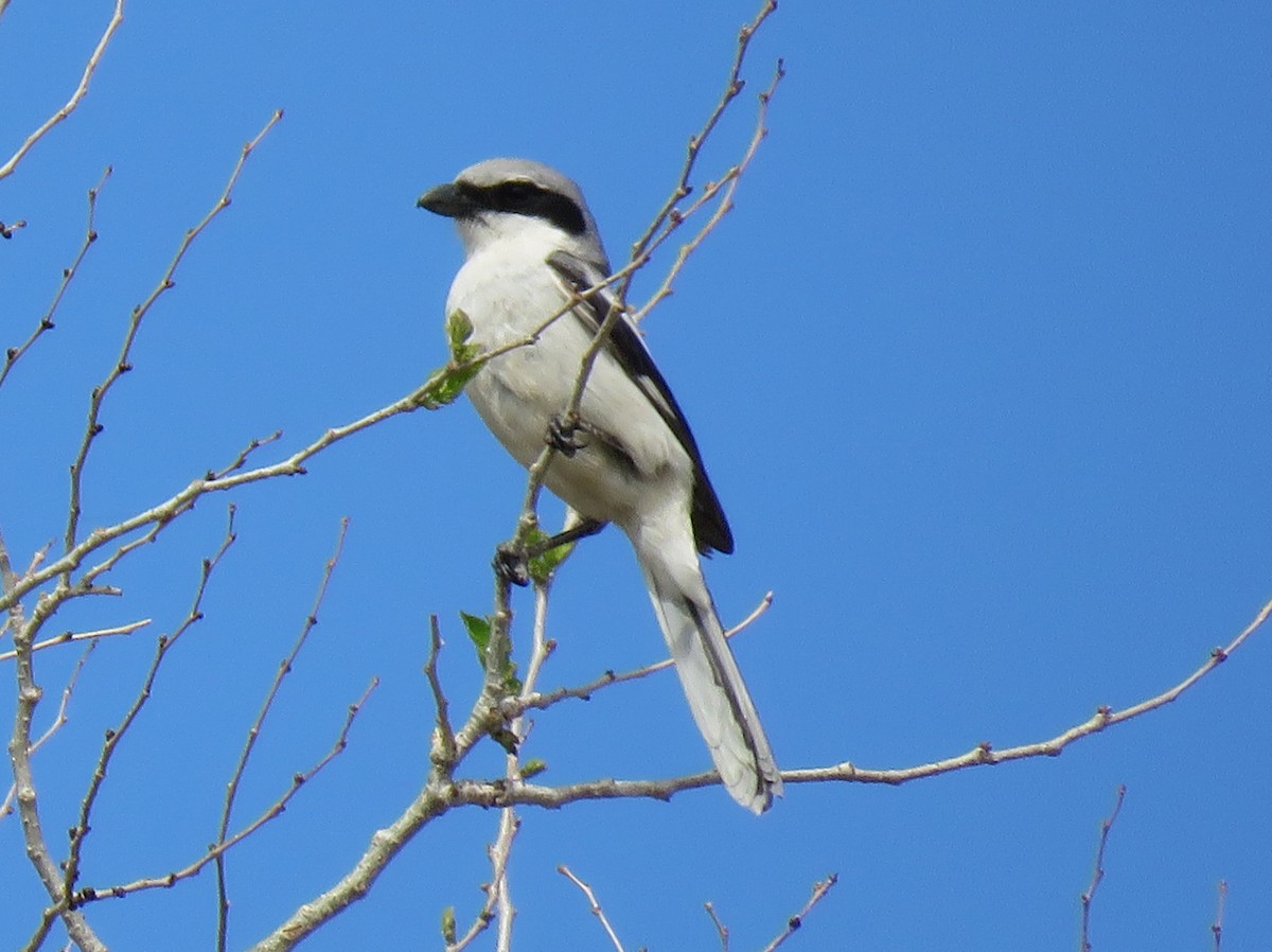 Loggerhead Shrike - ML234254921