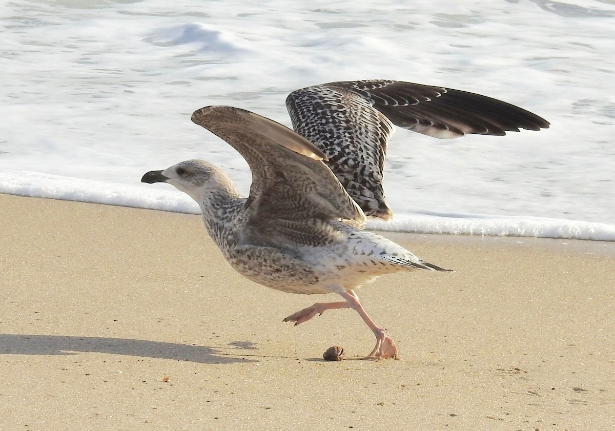 Great Black-backed Gull - ML23425641