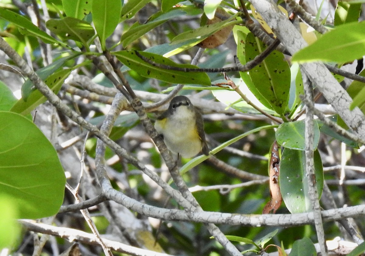 American Redstart - ML234256571