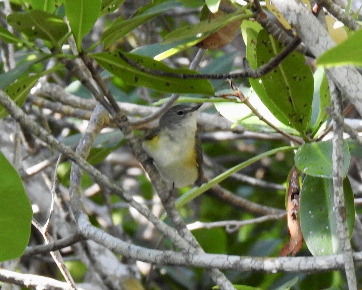 American Redstart - ML234256581