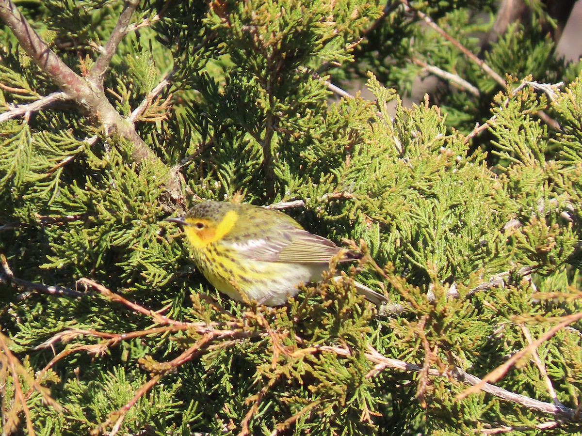 Cape May Warbler - ML234257221