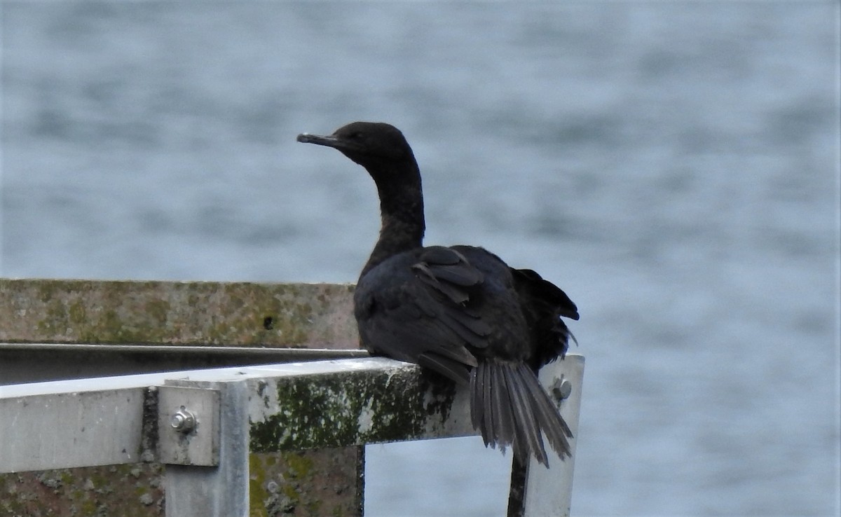 Pelagic Cormorant - ML234257311