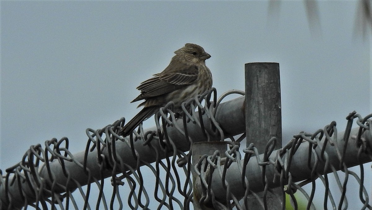 House Finch - ML234257471