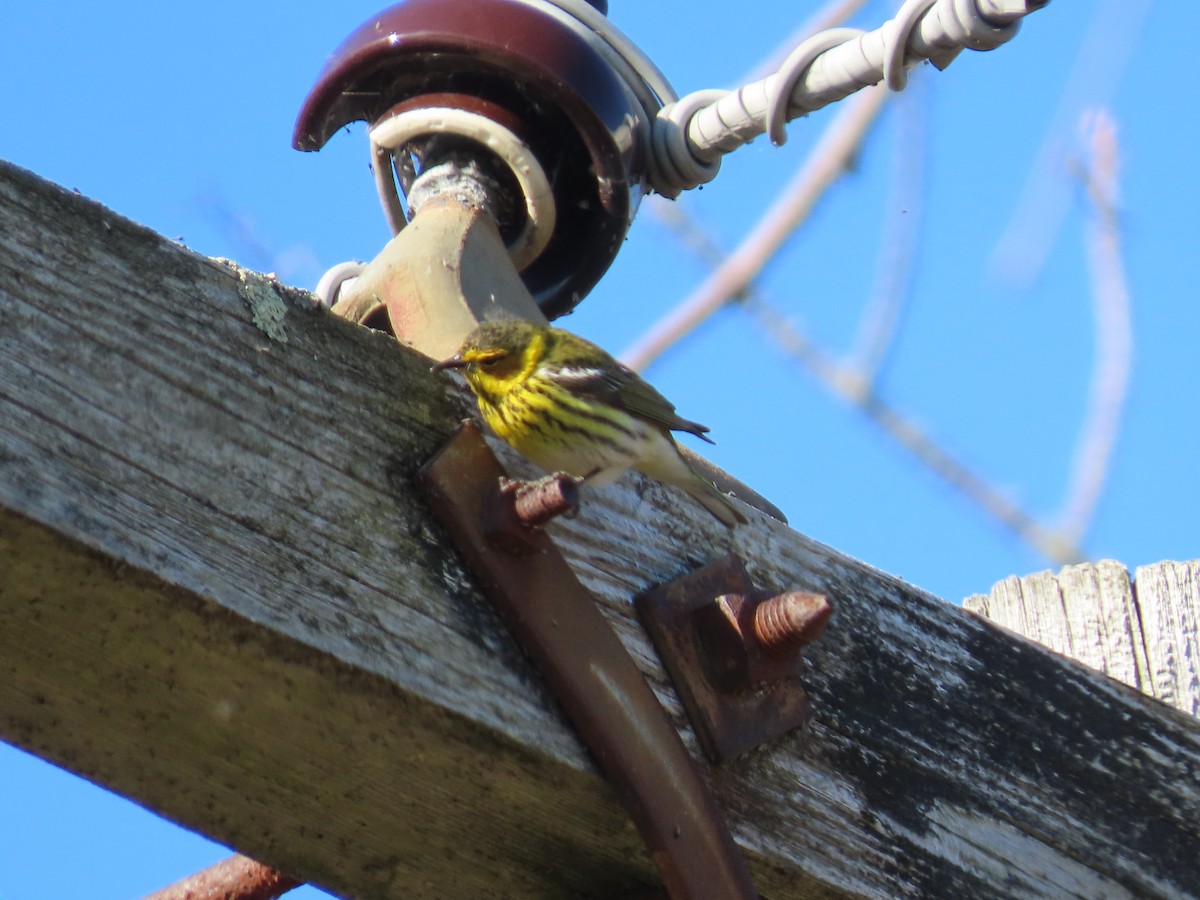 Cape May Warbler - ML234258191