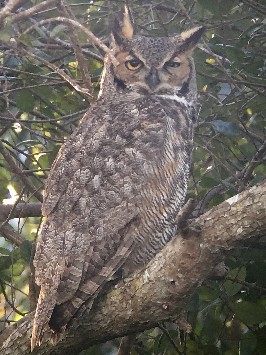 Great Horned Owl - ML234258841