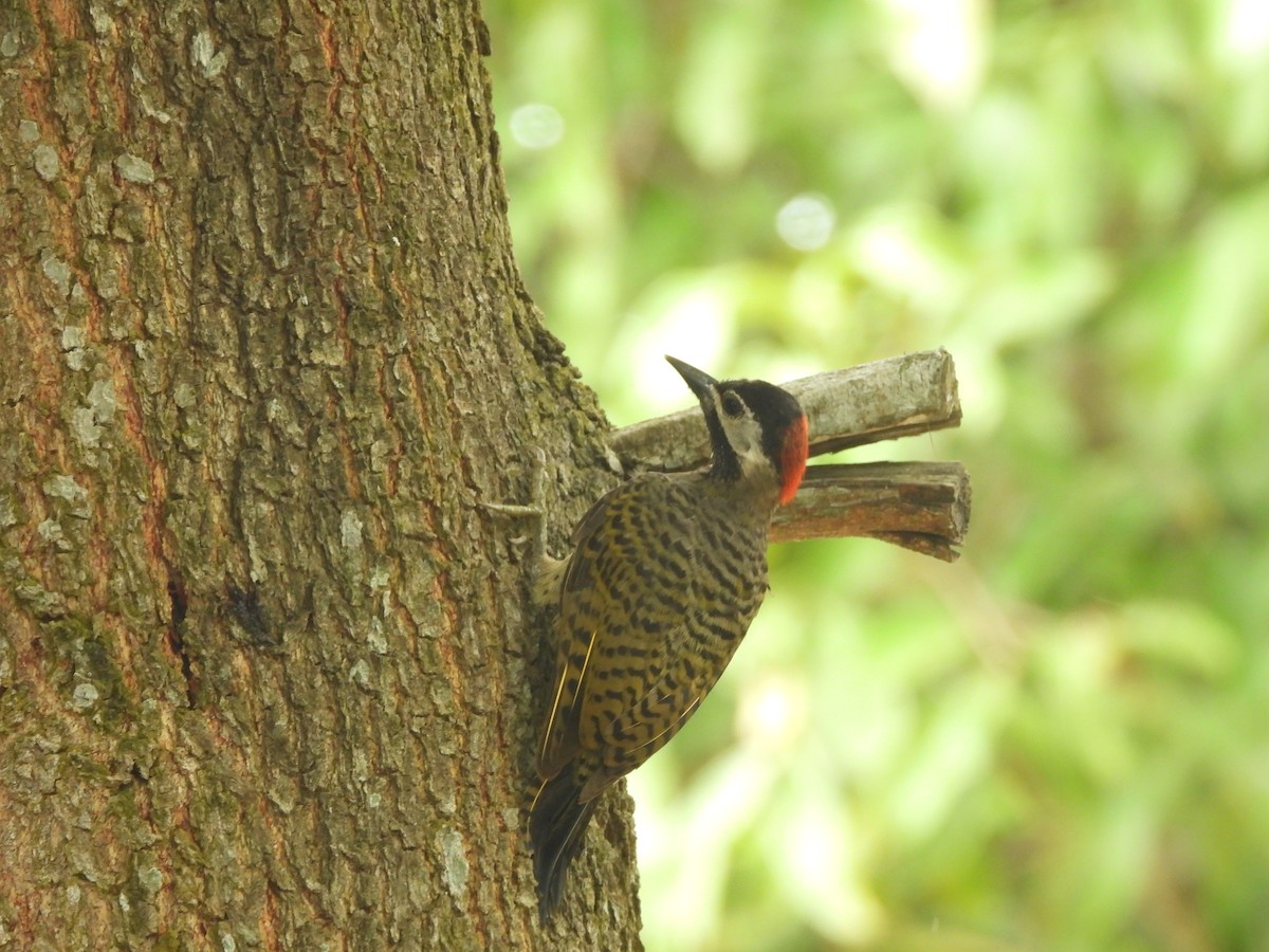 Spot-breasted Woodpecker - Javier Francisco  Parra