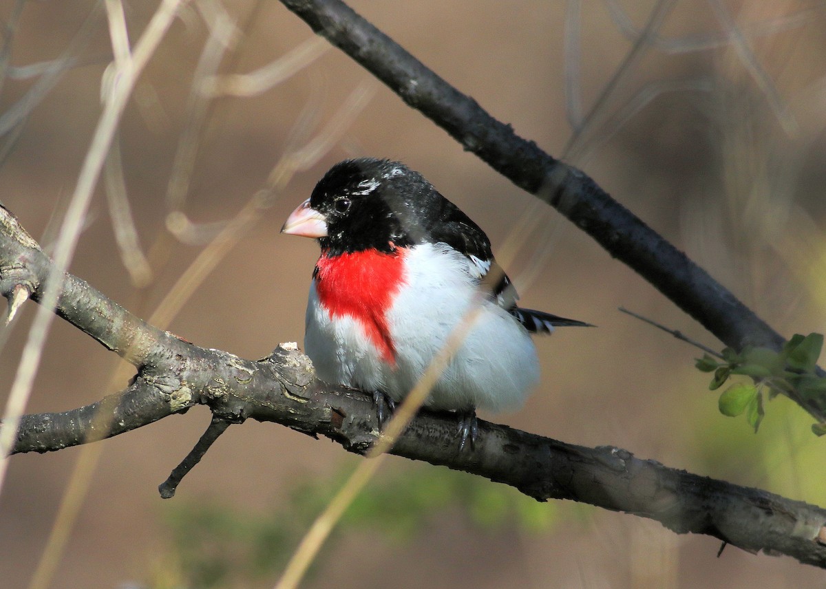 Rose-breasted Grosbeak - ML234261061