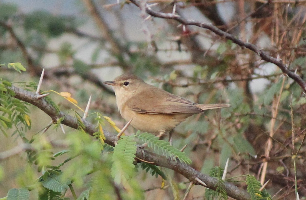 Booted Warbler - ML23426281