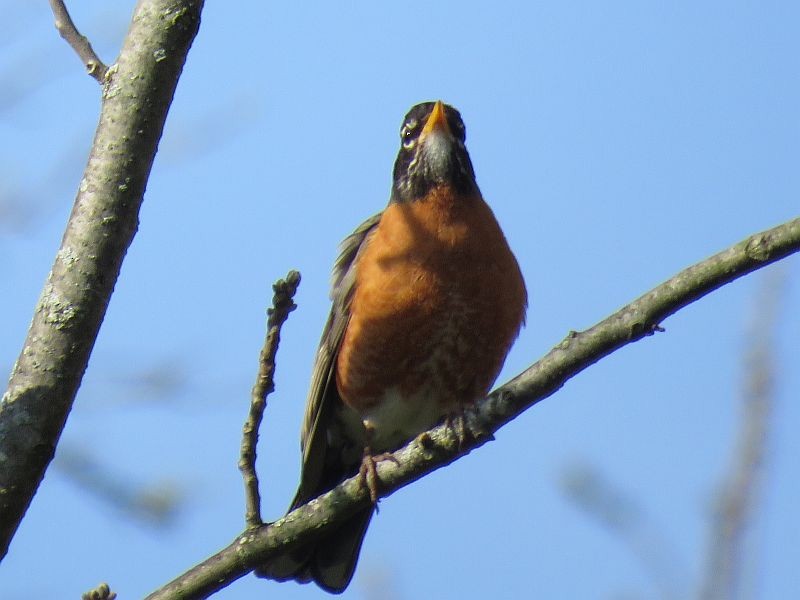 American Robin - ML234263791