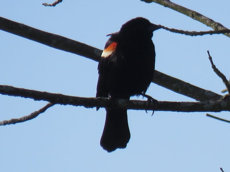 Red-winged Blackbird - ML234264171