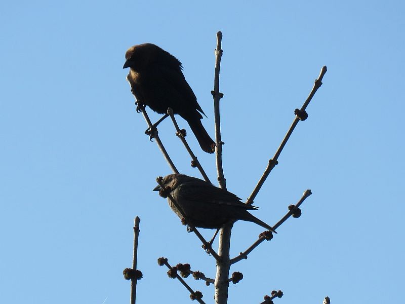 Brown-headed Cowbird - ML234264221