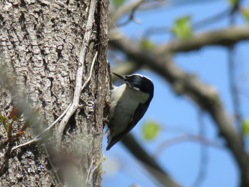 White-breasted Nuthatch - ML234264771