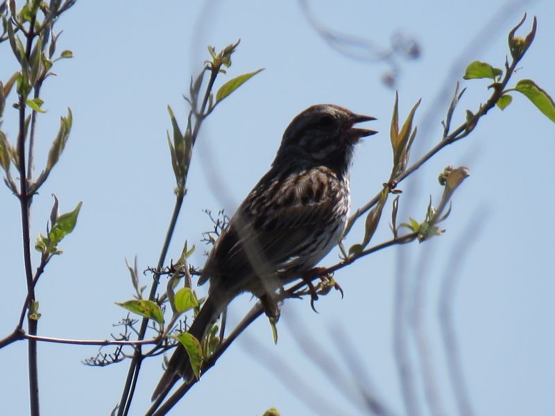 Song Sparrow - Tracy The Birder