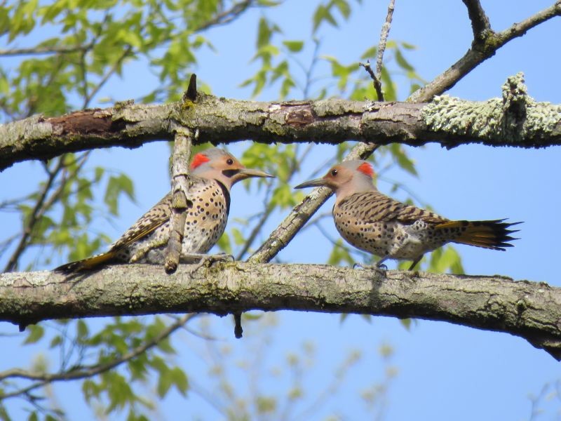 Northern Flicker - Tracy The Birder