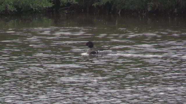 Red-breasted Merganser - ML234269471