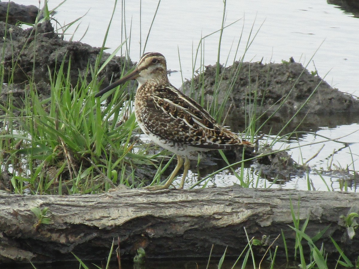 Wilson's Snipe - ML234269721